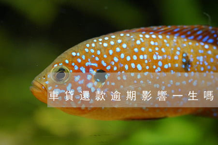 車貸還款逾期影響一生嗎
