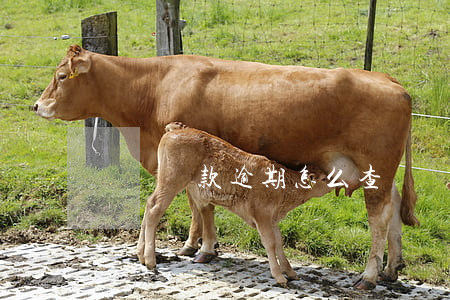 車貸還款逾期怎么查詢(車貸還款日怎么查詢)