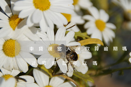 車貸還當天還款算逾期嗎(車貸逾期一年后在正常還款可以嗎)