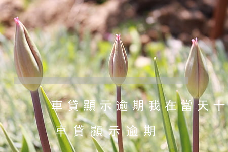 車貸顯示逾期我在當天十一點還款有影響嗎（車貸顯示逾期）