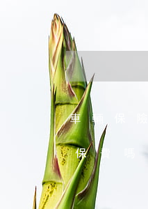 車輛保險理賠(車輛保險理賠一次影響下一年保費嗎)