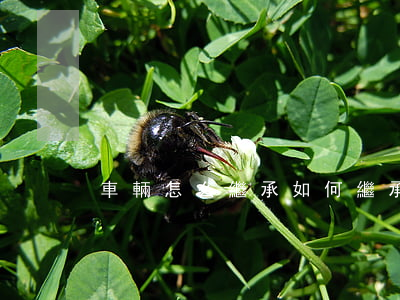 車輛怎么繼承(如何繼承車輛與牌照)