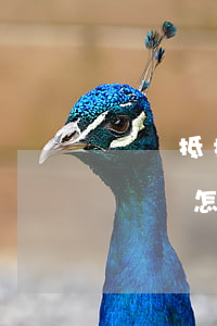車輛抵押貸款逾期不還(按揭車抵押了逾期不還會怎么辦)