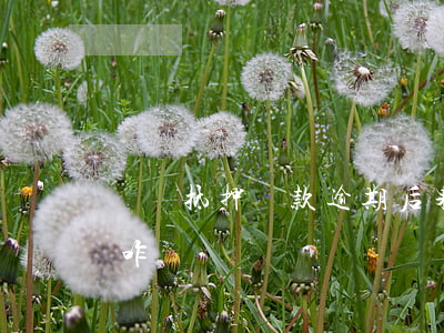 車輛抵押貸款逾期后果(汽車抵押貸款逾期了咋辦)