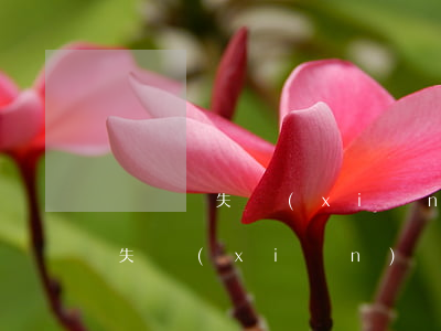 車輛損失險(xiǎn)是什么意思（車輛損失險(xiǎn)應(yīng)該怎么投）