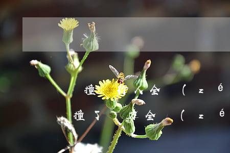 車輛撞傷行人全責(zé)怎么賠償(行人被車撞了對方全責(zé)怎么賠償多少錢)
