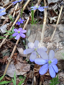 車輛無抵押貸款逾期(車貸逾期而車又被抵押)