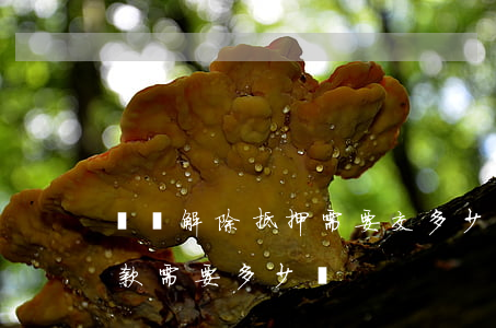 車輛解除抵押需要交多少錢(車子解除抵押貸款需要多少錢)