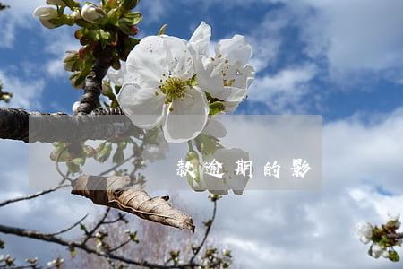 車輛貸款逾期的影響嗎(車貸逾期有什么影響)