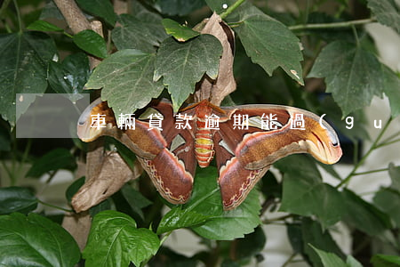 車輛貸款逾期能過(guò)戶嗎