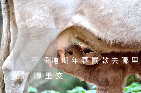 車輛逾期年審罰款去哪里交 審車過期罰款去哪里交