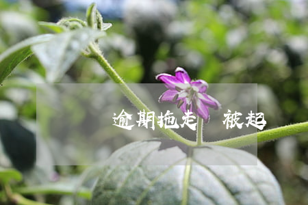 車輛逾期拖走還被起訴