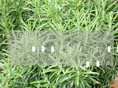 車輛過(guò)戶費(fèi)用(車輛過(guò)戶費(fèi)用是買家出還是賣家出)