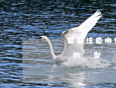車輛過戶需要注意哪些事項(xiàng)（車輛過戶的類型）