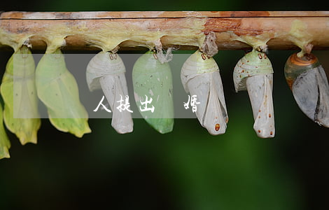 軍人提出離婚