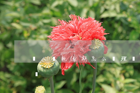 軍人貸款逾期怎么處理(軍人貸款逾期了怎么辦)