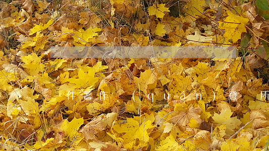 軟件著作權(quán)登記所需材料