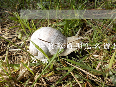 軟件貸款逾期怎么辦(貸款軟件逾期一天會怎么樣)