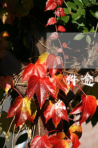 軟件逾期了會不會影響信用卡(軟件逾期會怎么樣)