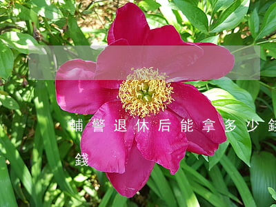 輔警退休后能拿多少錢(輔警退休后能拿多少錢)