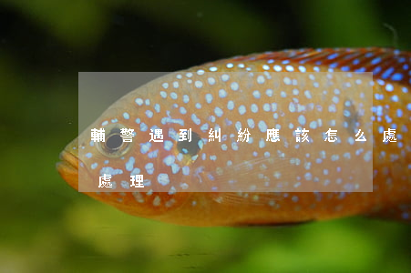 輔警遇到糾紛應該怎么處理(警察打輔警怎樣處理)