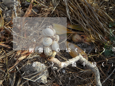 輕傷10級(jí)可以賠償多少錢(qián)(輕傷十級(jí)賠償金在多少)