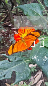 輕傷二級法院可以撤銷嗎(輕傷二級案子到法院是否能和解)