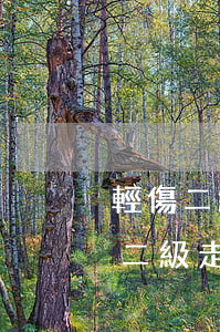 輕傷二級走程序要多久結(jié)案(輕傷二級走程序要多久結(jié)案,人被捉了)