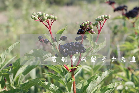輕傷害刑事拘留多少天(重傷害拘留幾天)