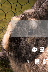 輕微肇事逃逸處罰(輕微肇事逃逸處罰2021最新標(biāo)準(zhǔn))
