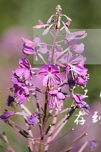 轉(zhuǎn)借信用卡利息(從信用卡借錢存到銀行賺利息)