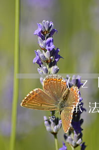 轉(zhuǎn)繼承中還存在代位繼承嗎(繼承法代位繼承)