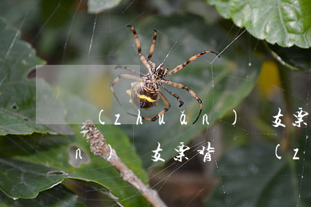 轉(zhuǎn)賬支票背書(轉(zhuǎn)賬支票背書轉(zhuǎn)讓)