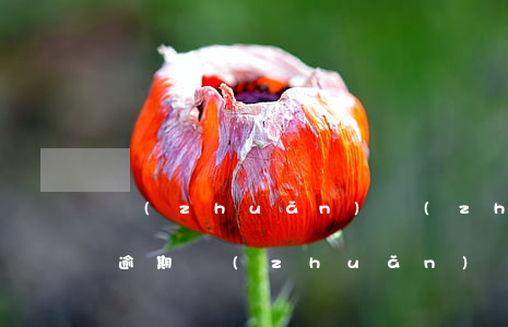轉(zhuǎn)轉(zhuǎn)360逾期(轉(zhuǎn)轉(zhuǎn)360分期)