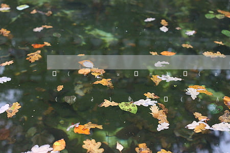 轉(zhuǎn)轉(zhuǎn)分期樂(lè)免息(轉(zhuǎn)轉(zhuǎn)分期樂(lè)免息怎么還要服務(wù)費(fèi))