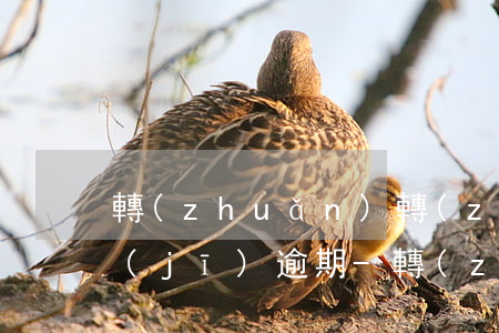 轉(zhuǎn)轉(zhuǎn)找靚機(jī)逾期-轉(zhuǎn)轉(zhuǎn)找靚機(jī)驗(yàn)機(jī)報(bào)告