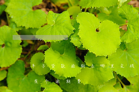 车子贷款逾期去哪里交钱(车贷还完了怎么还有个逾期费)