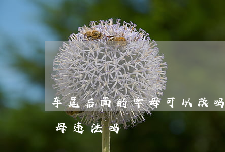 车尾后面的字母可以改吗违法吗(车尾标换字母违法吗?)