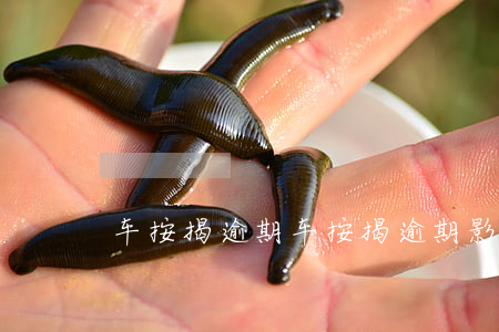 车按揭逾期(车按揭逾期影响信用吗)