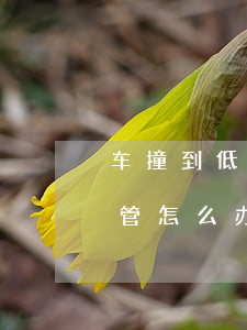 车撞到低保户怎么赔偿(低保户被车撞了没人管怎么办)
