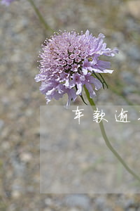 车款逾期最多几天(车贷款可以逾期多少天)