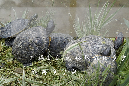 车祸10级伤残能赔多少钱(车祸10级伤残能赔多少钱)