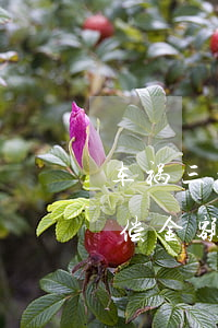 车祸三级伤残大概赔多少钱(车祸三级伤残赔偿金额)