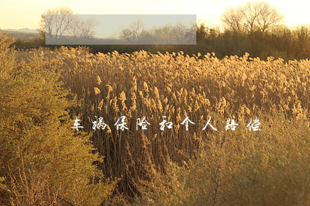 车祸保险和个人赔偿