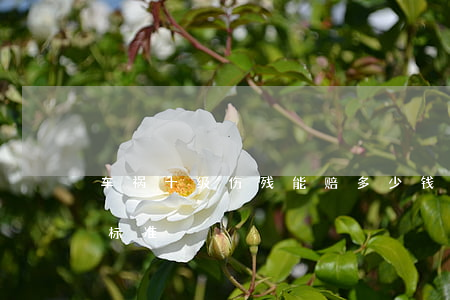 车祸十级伤残能赔多少钱(车祸评残十级赔偿标准)