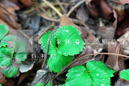 车祸在家休养怎么赔偿(车祸出院回家养伤给有补偿)