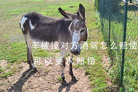 车被撞对方酒驾怎么赔偿(我被酒驾司机撞了,可以要求赔偿)