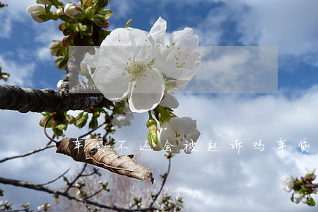 车贷不还会被起诉吗(车贷不还会被判刑吗)