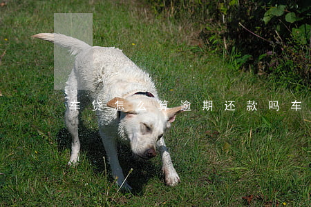 车贷怎么算逾期还款吗(车款逾期了怎么还)