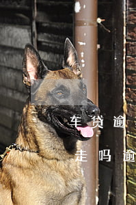 车贷逾期一年半了法院传票下来了车会被拉走吗（逾期收到法院传票车还能过户吗）